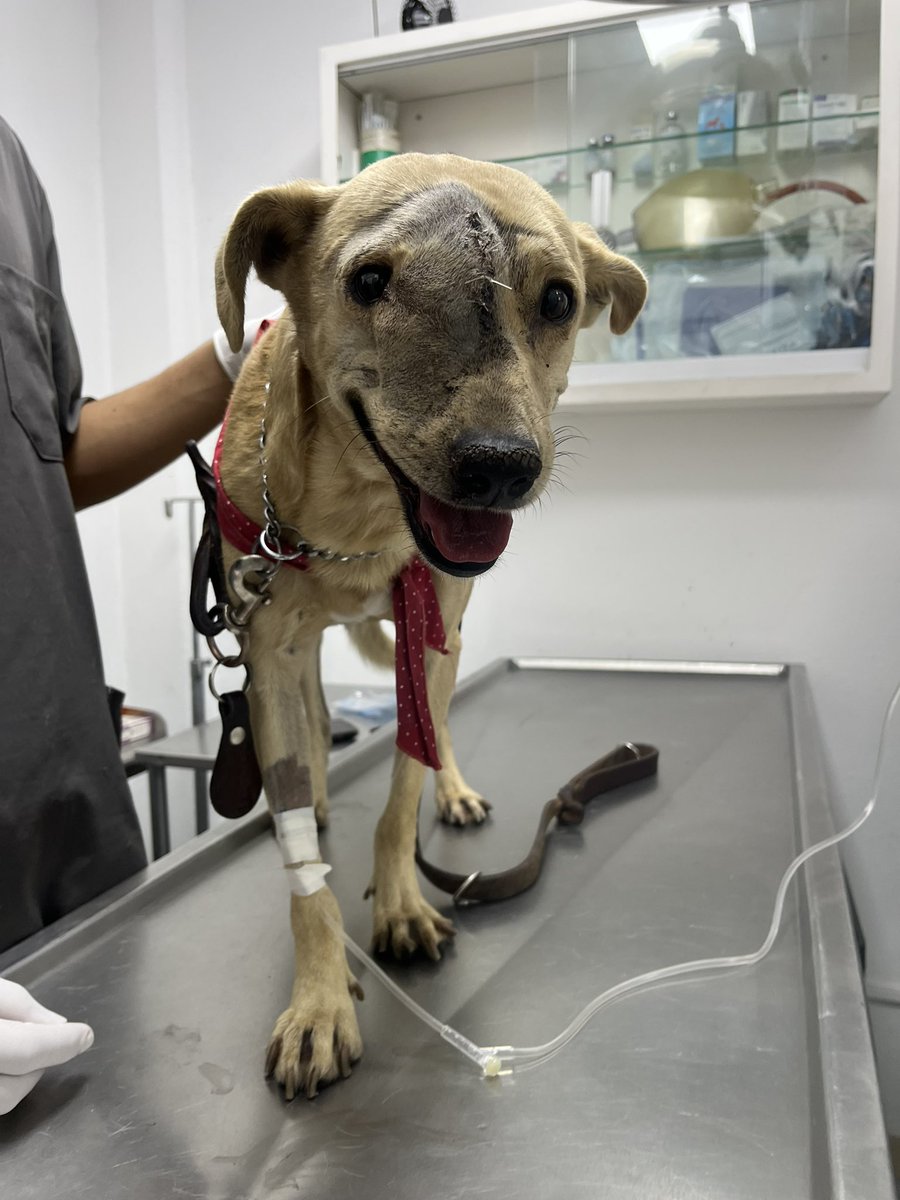 Volvemos a compartir la publicación de Benji, porque veo mucha gente que le importó más que escribí mal que tipo de cáncer es,y como lo puse.

Ya llegaron sus resultados: Benji tiene TVT, un tipo de cáncer en perritos. Afortunadamente, existe tratamiento y consiste en