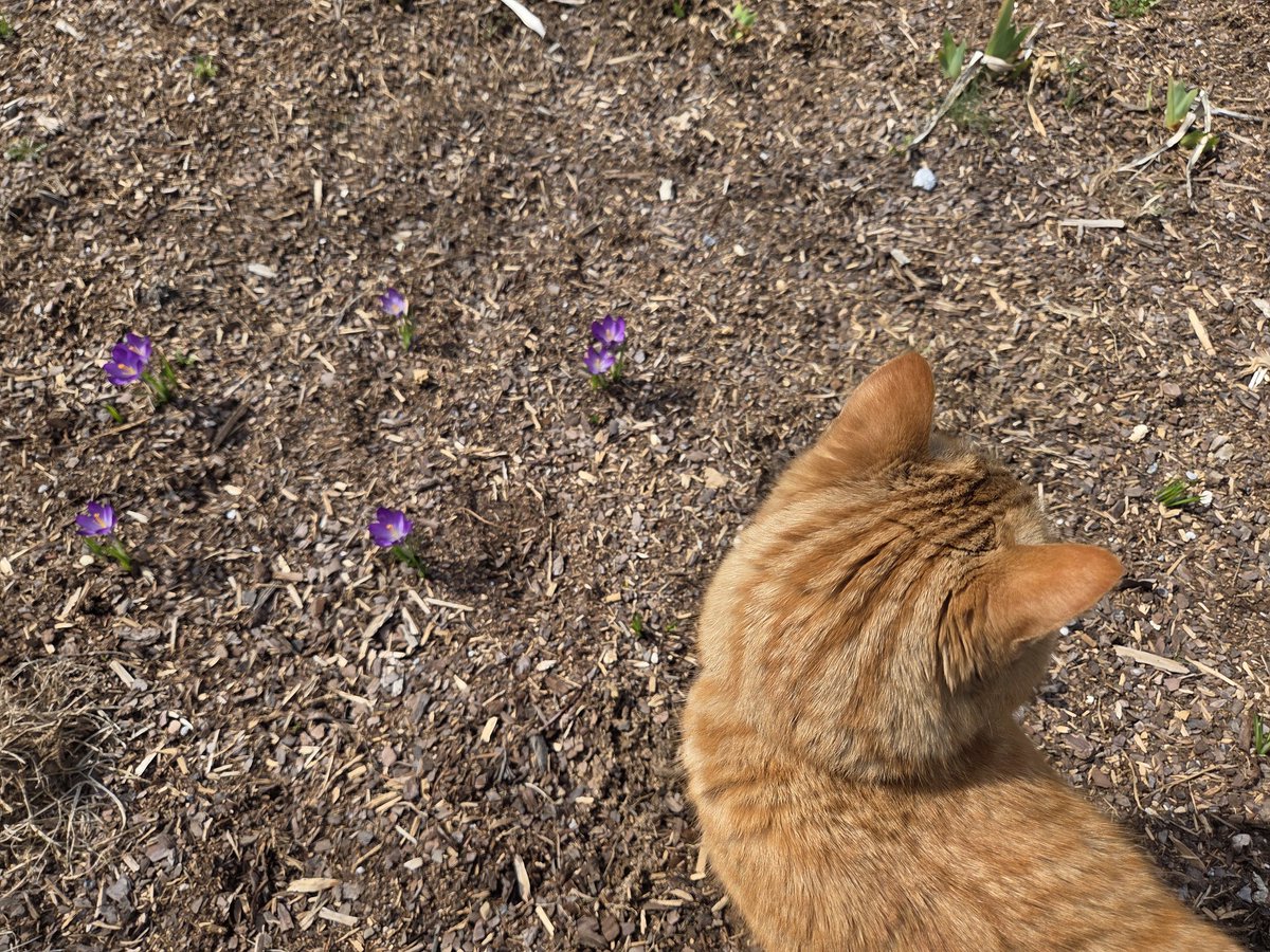 Happy Kuro Kitty is on BlueSky! tweet media