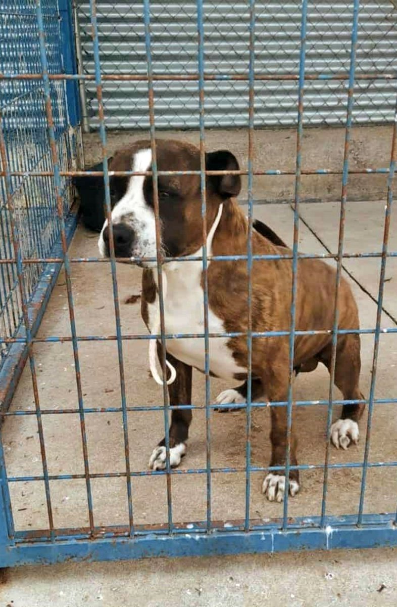 SOS Abuelos tweet media