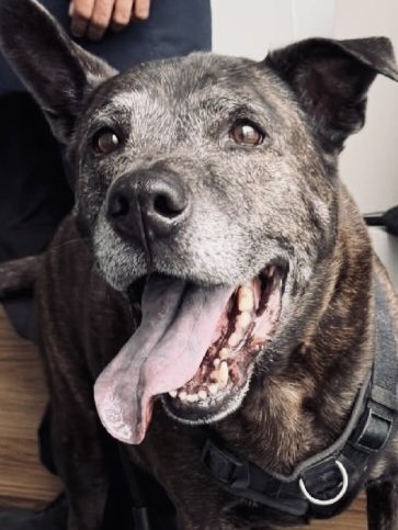 Moishe's Mom tweet media