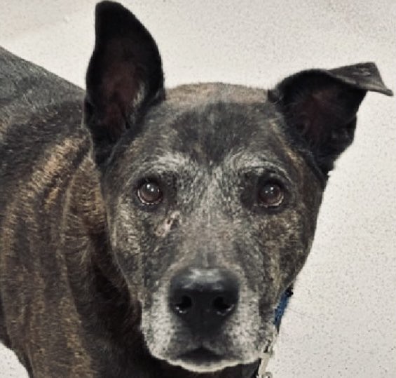 Moishe's Mom tweet media