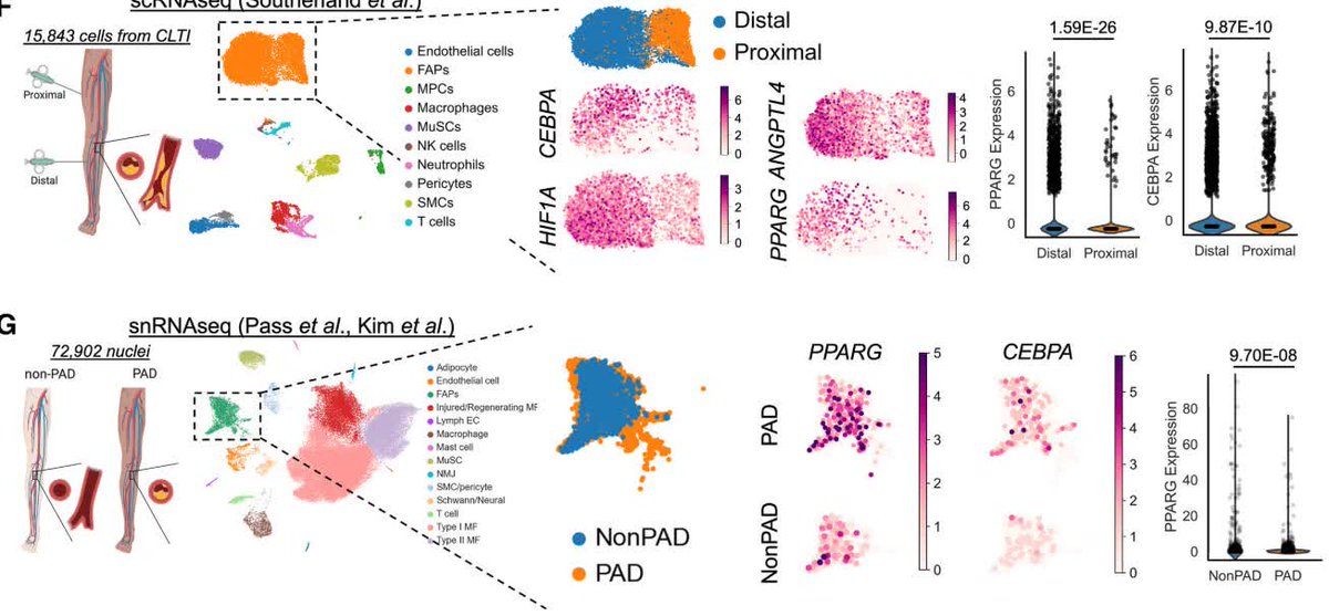 Circulation tweet media
