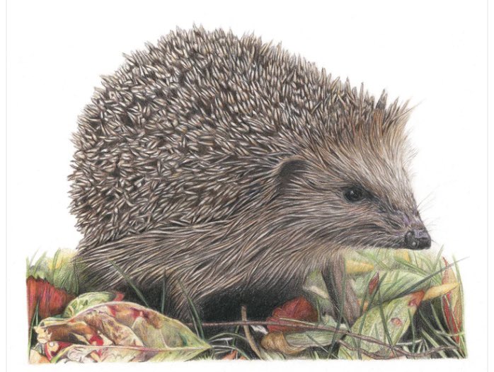 Lisa Wellwood Artist tweet media