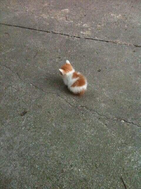 Julio Frausto tweet media