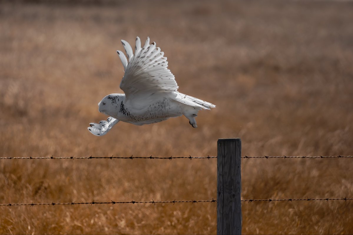 ᴛʀᴇᴇ ᴛᴀɴɴᴇʀ tweet media