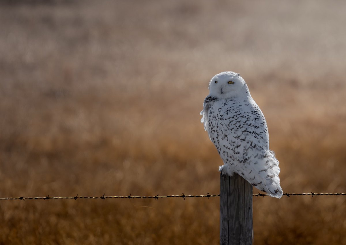 ᴛʀᴇᴇ ᴛᴀɴɴᴇʀ tweet media