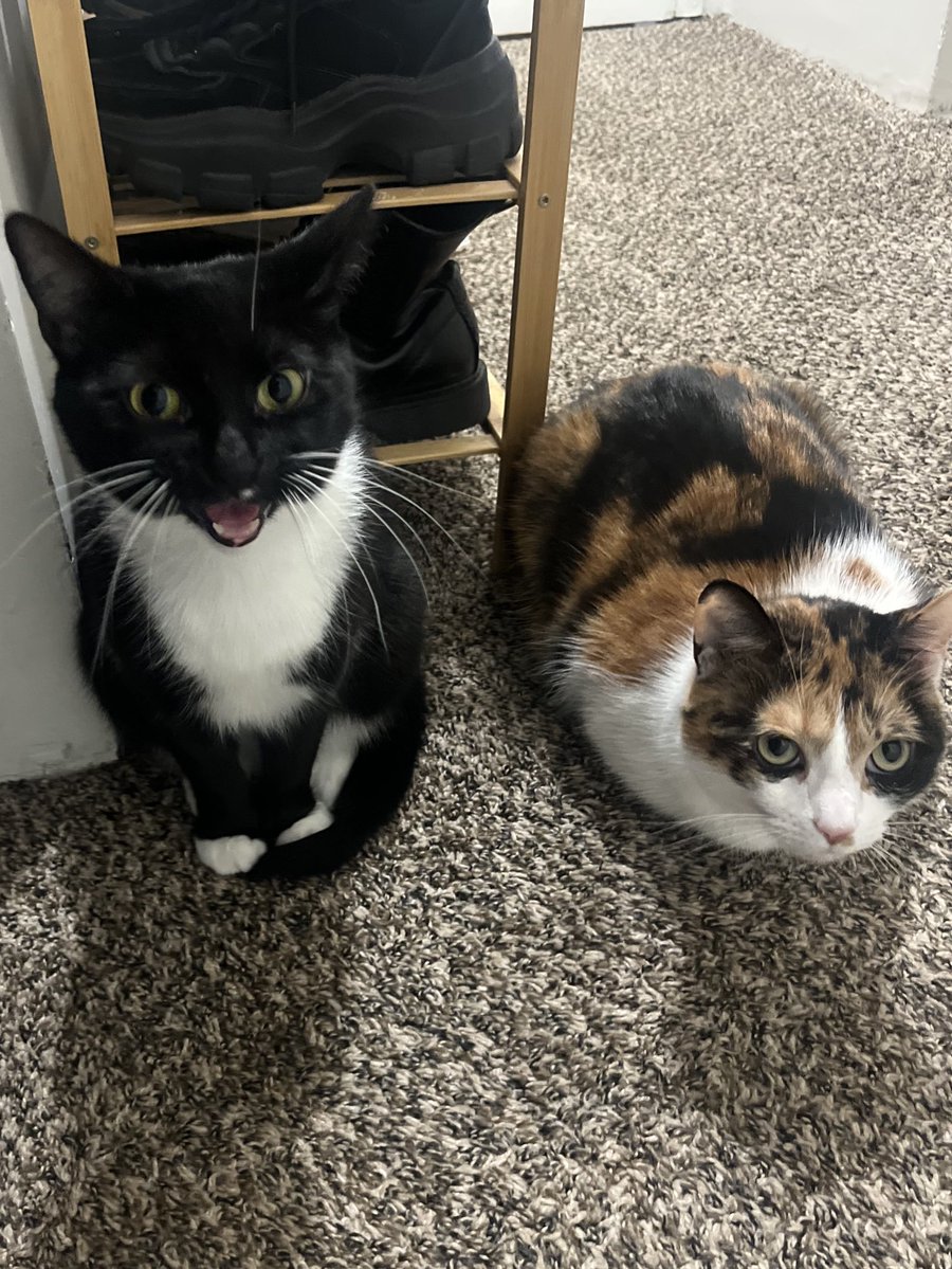 clementine & basil tweet media