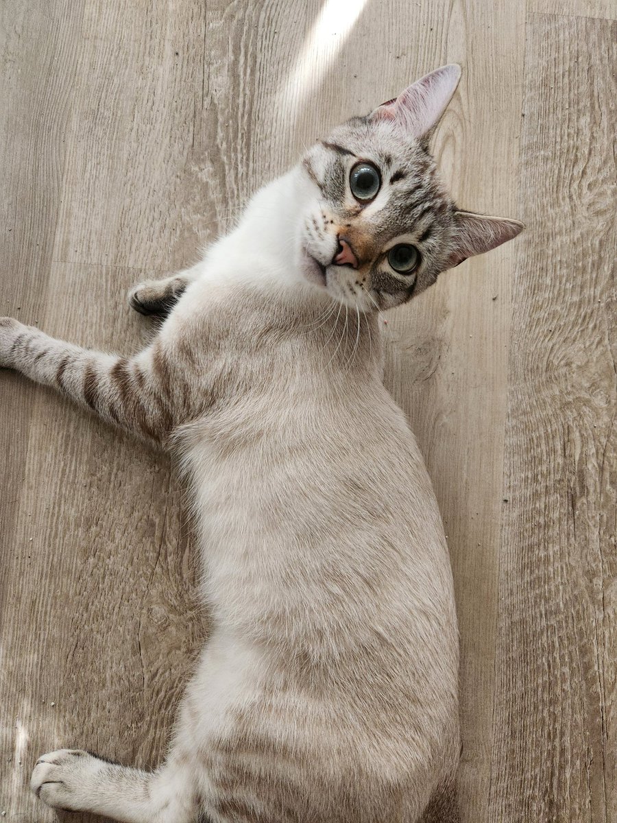 lentil & bowser 🩶 walter & bonkers 🌈 tweet media