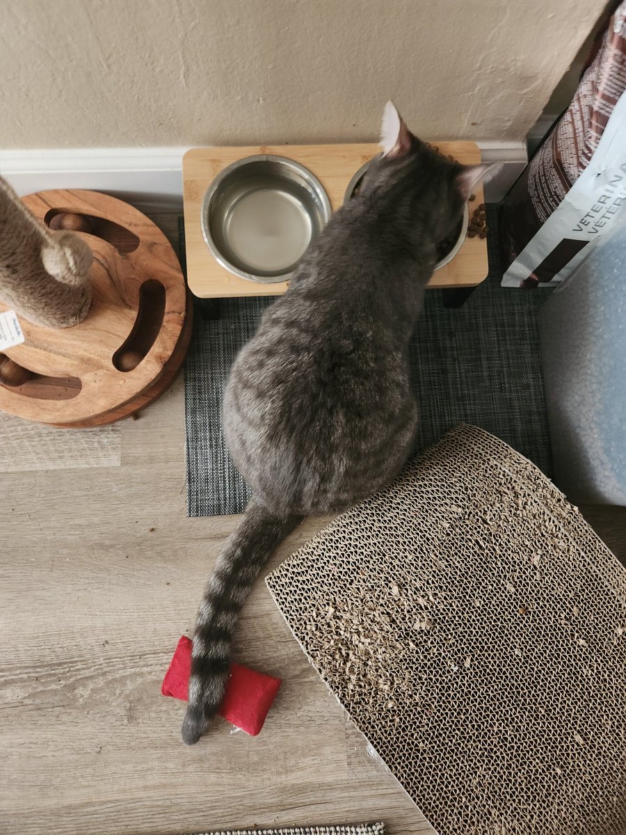 lentil & bowser 🩶 walter & bonkers 🌈 tweet media