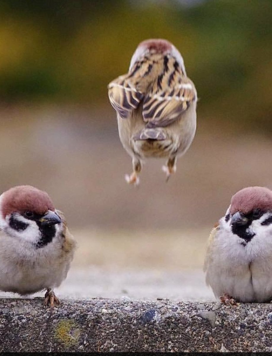 scribble and discard tweet media