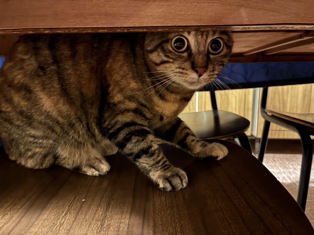 golgolnazgol tweet media