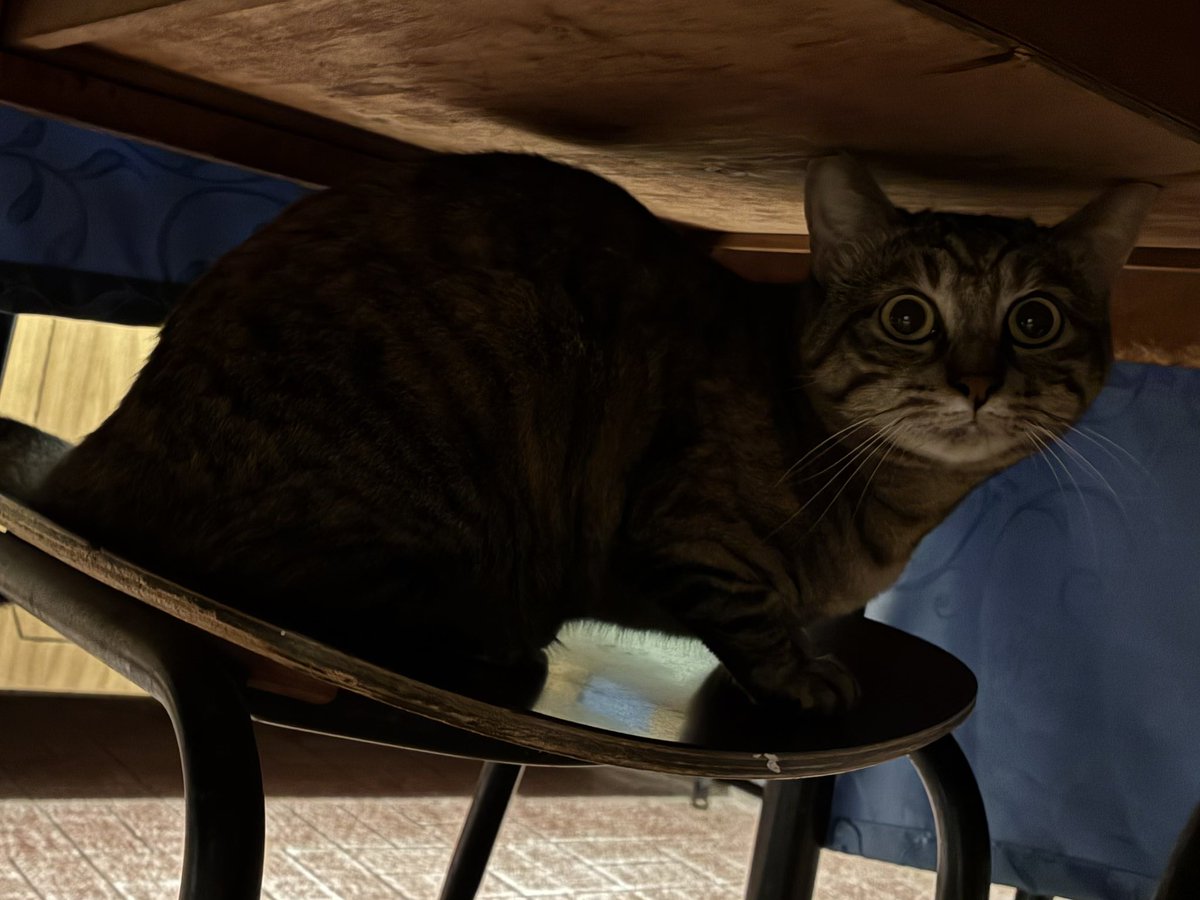 golgolnazgol tweet media