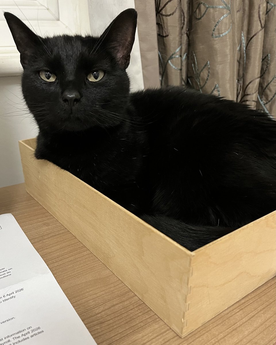 Visorcat tweet media