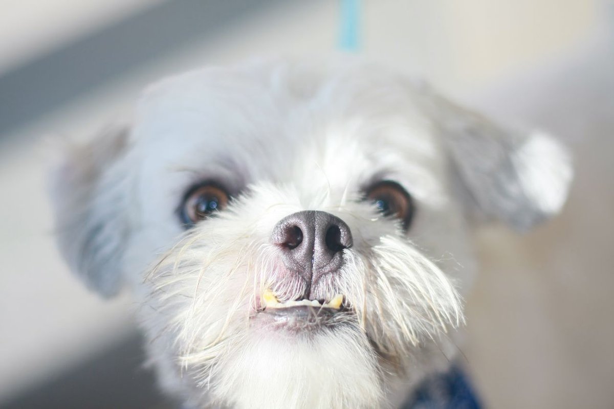 Stal Wof 🇵🇭🐺 tweet media