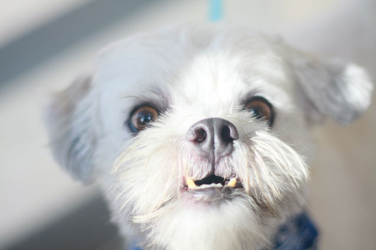 Stal Wof 🇵🇭🐺 tweet media