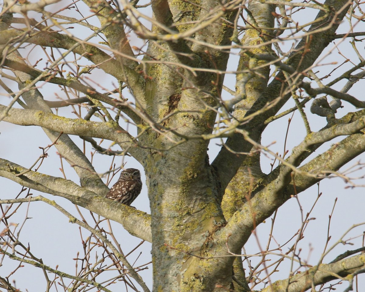 Gerard Groeneveld tweet media