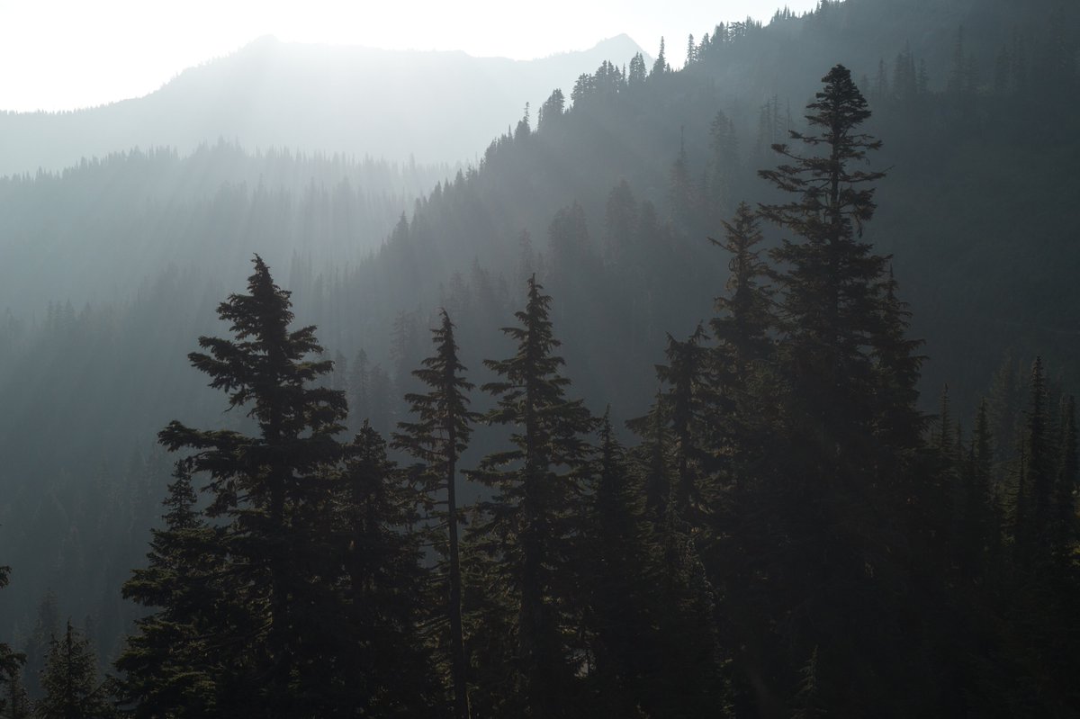 American Forests tweet media