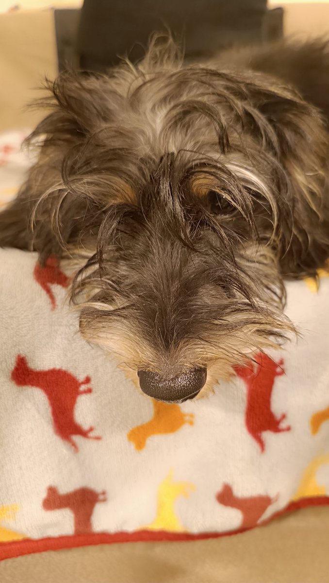 Laurilla tweet media