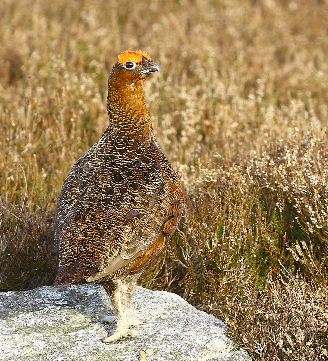 Veronica 🌹 tweet media