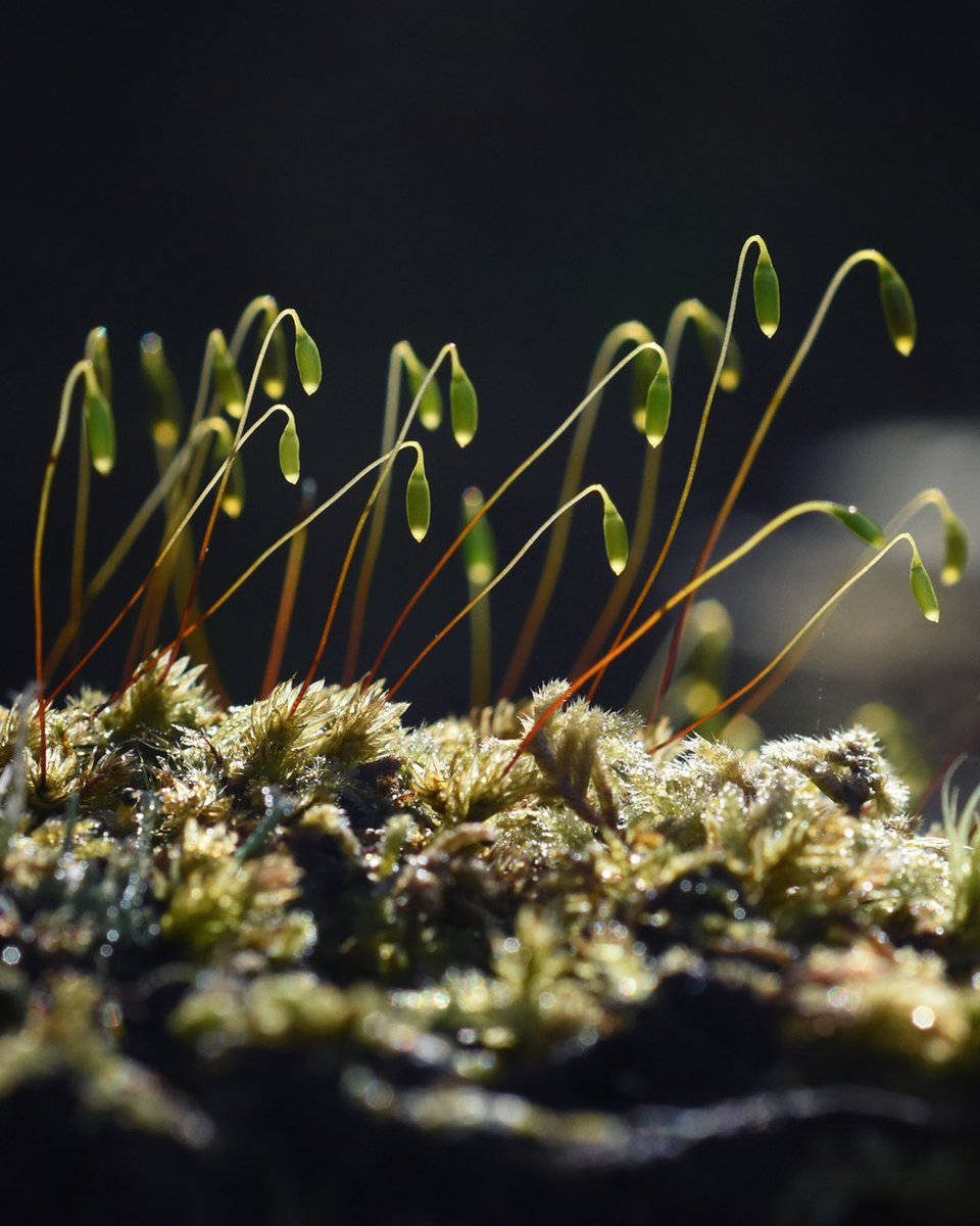 Rowena Dugdale tweet media