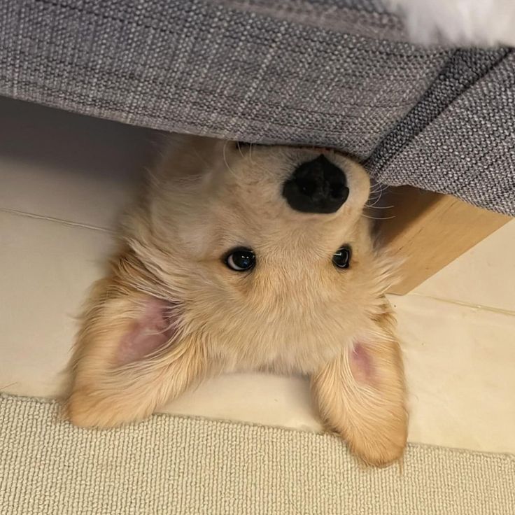 Dogs all the way tweet media