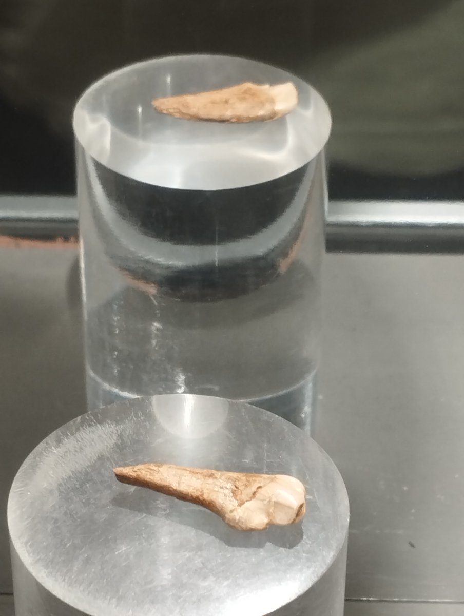 jovepaleontoleg's tweet image. Dents premolars de porc senglar primitiu (Sus strozzi), descobertes al Barranc de la Boella (Plistocè Inferior final, 1 Ma-780 Ka BP; La Canonja, Tarragonès) i exposades a @espaimammuthus. #FossilFriday #Pleistocene #Artiodactyla 🐷🐗 @DarioEstraviz @jurassic_el @paleosafari_es