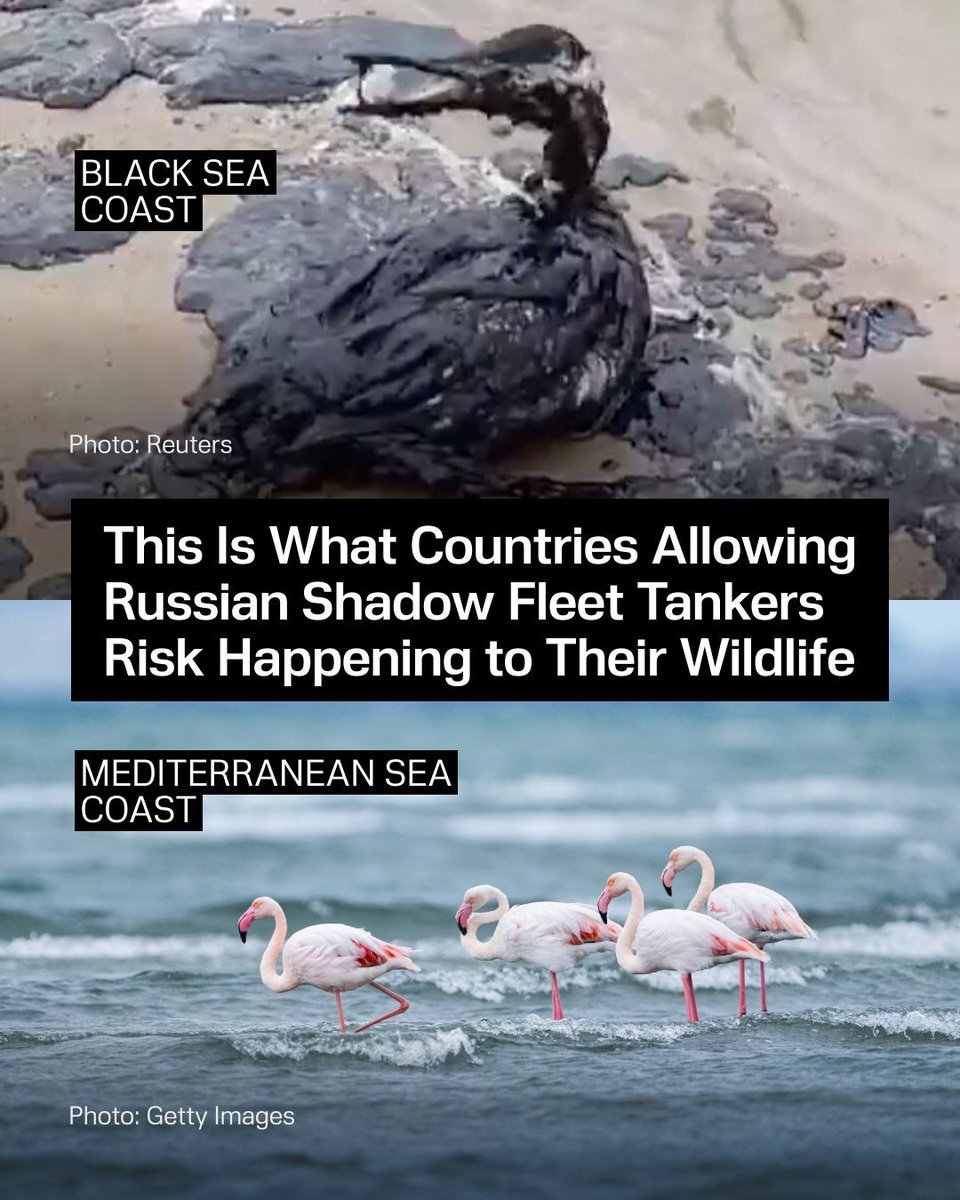 UNITED24 Media tweet media