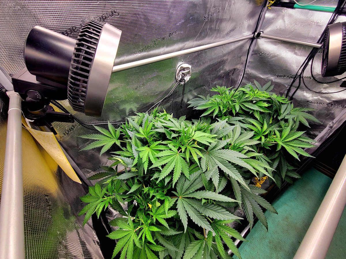 Trent'sGotAGarden tweet media