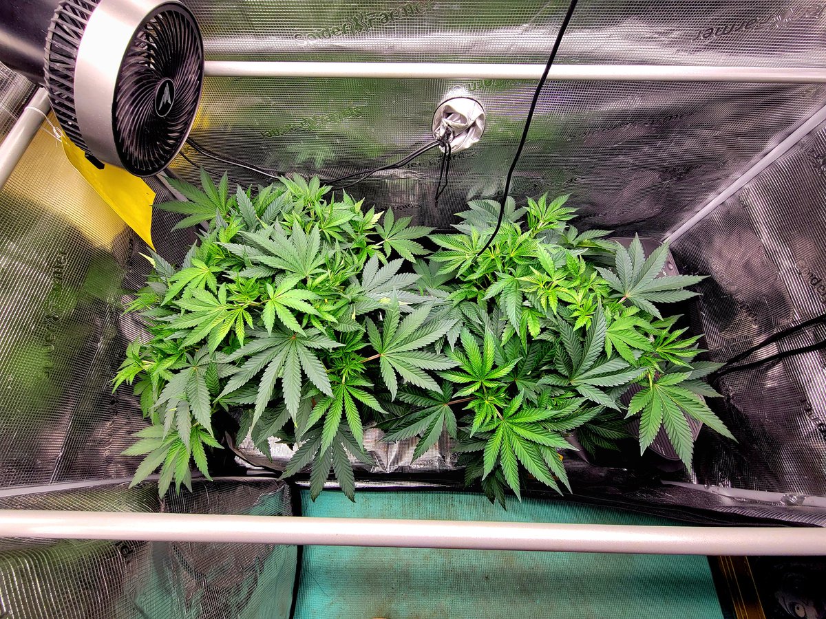 Trent'sGotAGarden tweet media