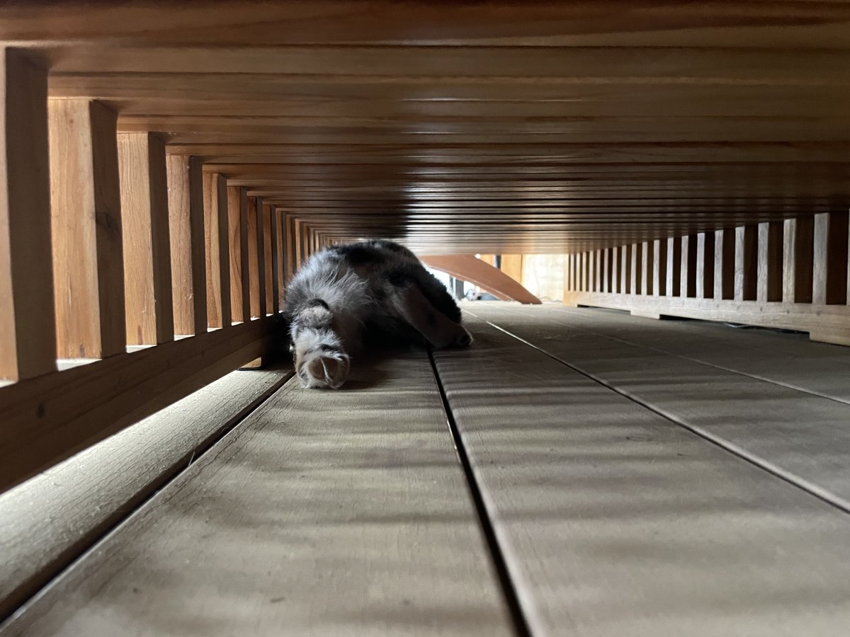 Dana Full On Maine tweet media