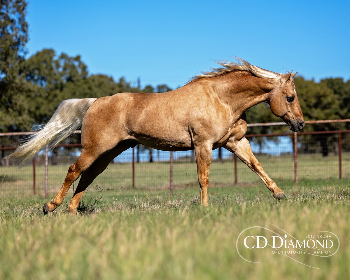 CD DIAMOND tweet media