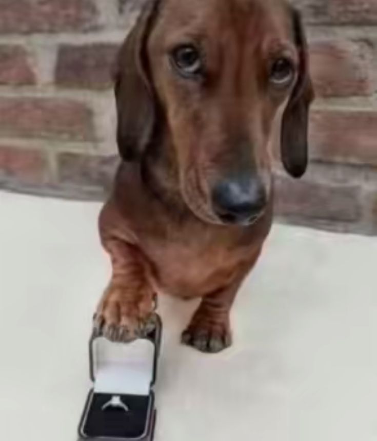 🍓 سمية tweet media