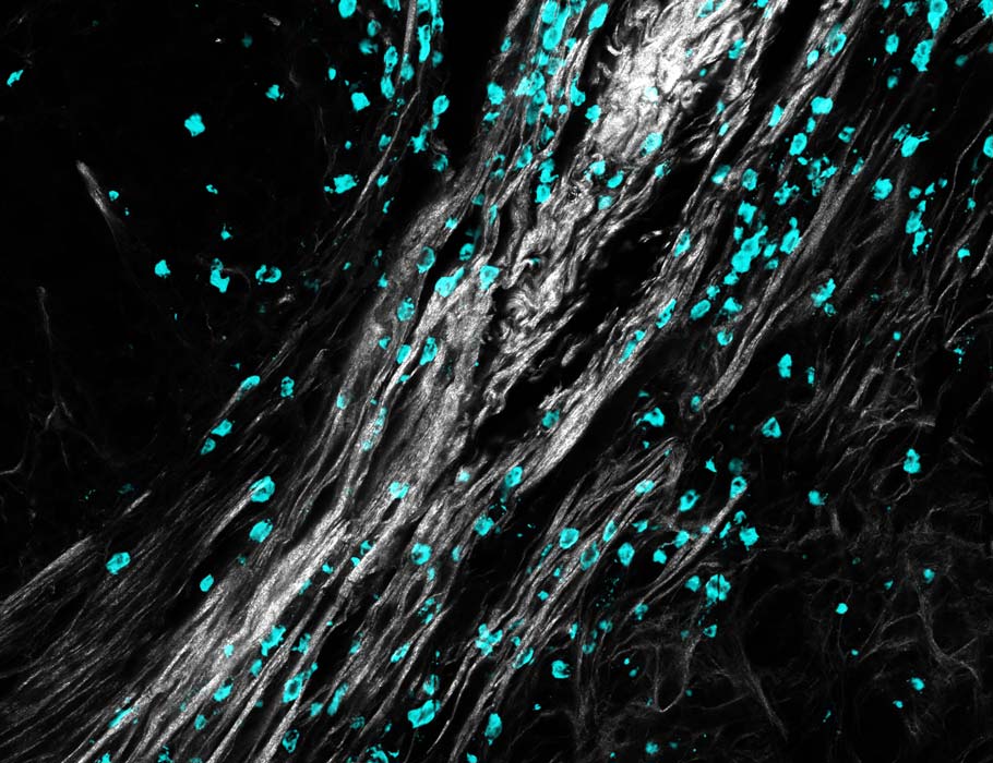 Science Immunology tweet media