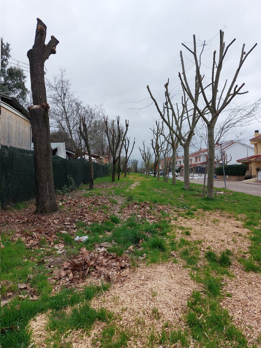 Continúa la escabechina masiva de árboles en #Moralzarzal, incluso en plena floración y brotación. Empresas con ánimo de lucro que miran por su máxima ganancia, no por nuestros árboles. Esto no debería ser un negocio. Y el Ayuntamiento debería tener personal cualificado.