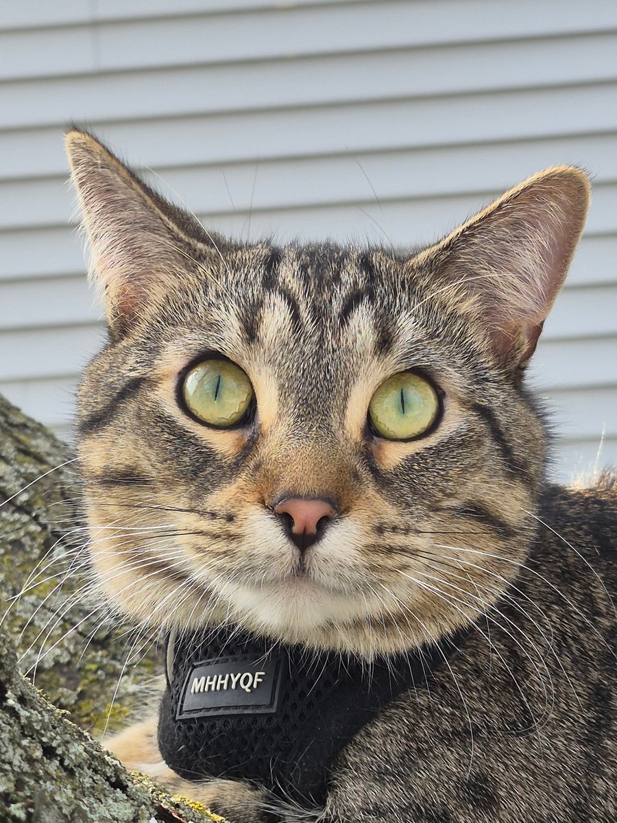 Adventure Joe tweet media