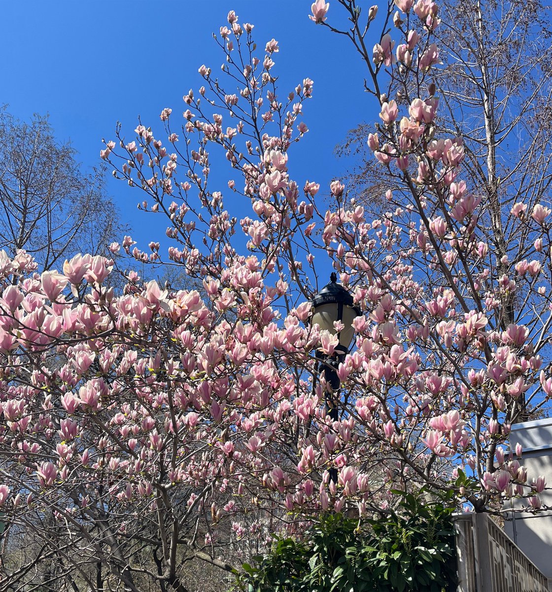 ruhlnyc's tweet image. The R U H L Printemps Candle celebrates Spring with an earthy, woodsy blend of soil, moss, and mushrooms, under an umbrella of Vetiver  

ruhl.nyc/store 

#Printemps #Spring #1stDayofSpring #HappySpring #NewYorkCity #RUHLNYC