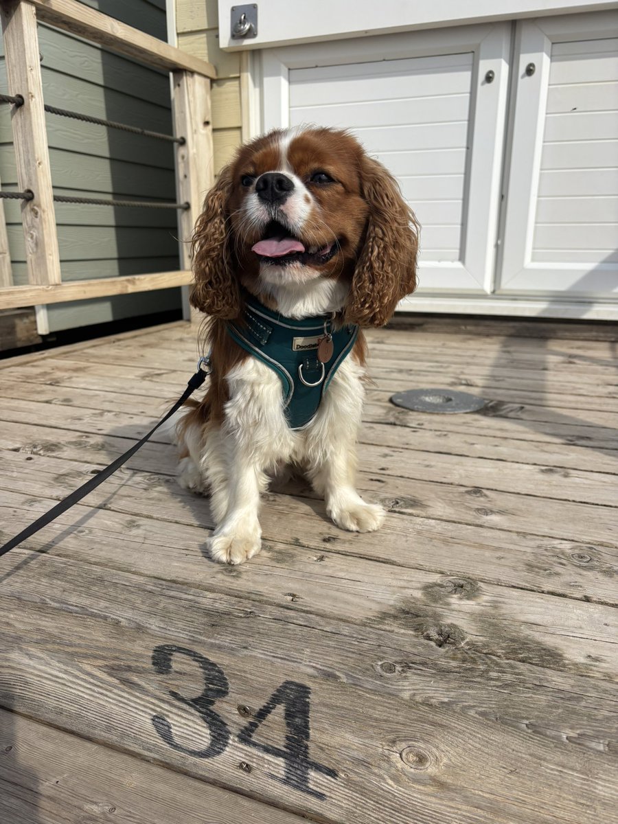 Bentley 🩵 tweet media