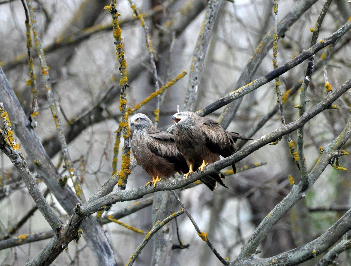 Pedro Decimavilla C. tweet media