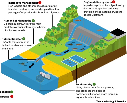 Trends in Ecology & Evolution tweet media