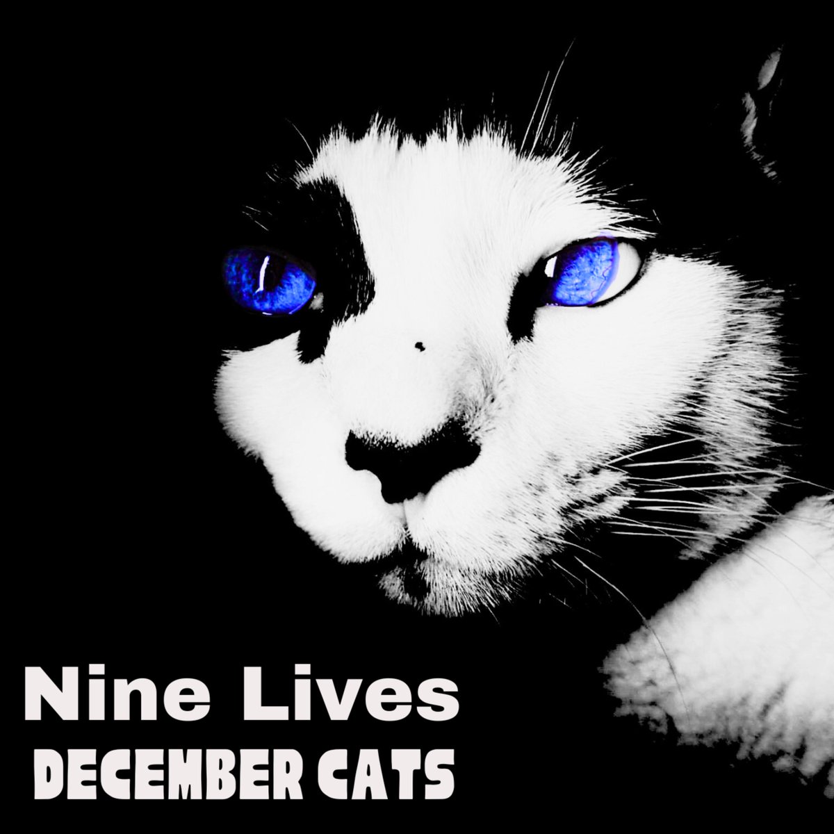 December Cats, jazz band tweet media