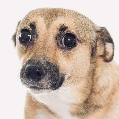 Whitelottus tweet media