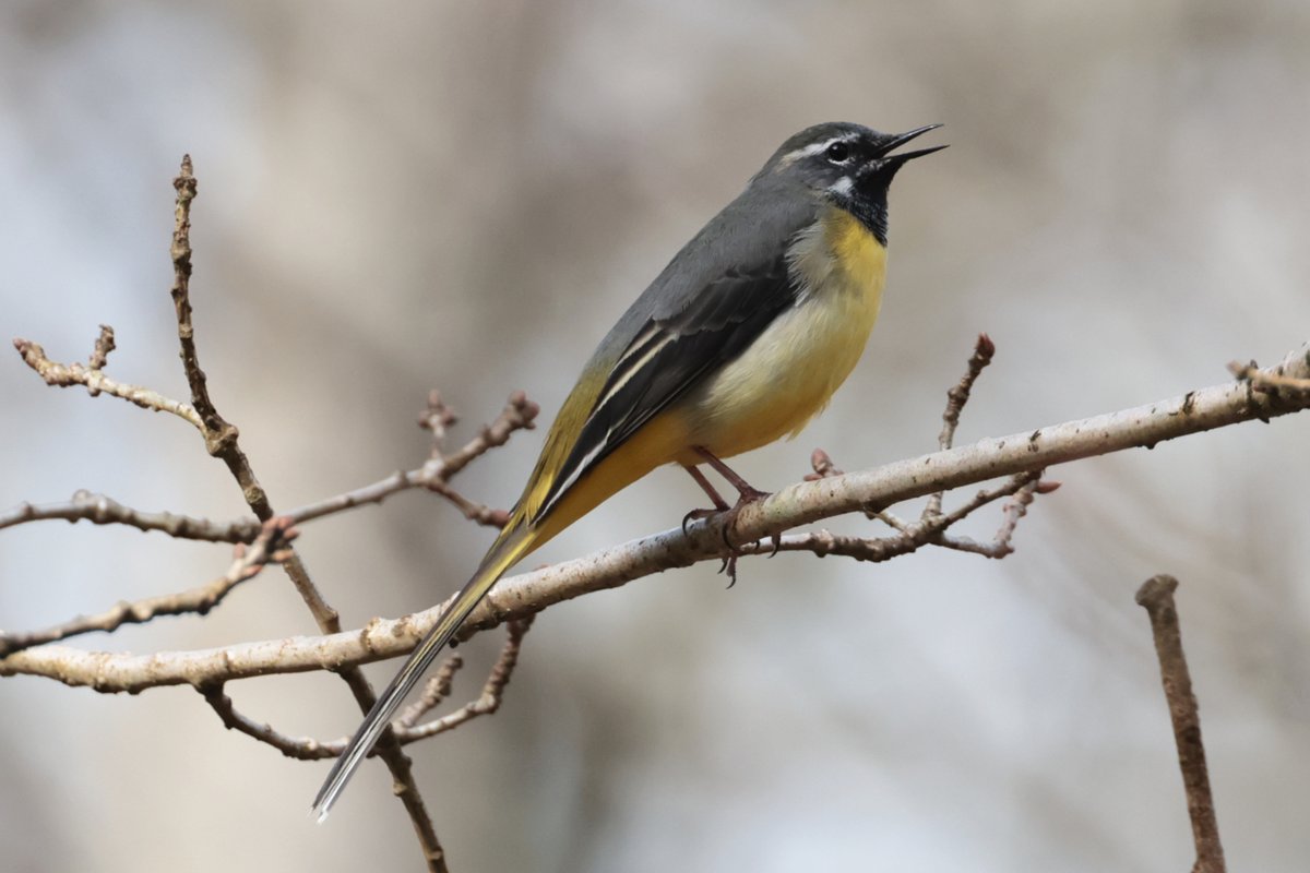 Christopher Teague tweet media