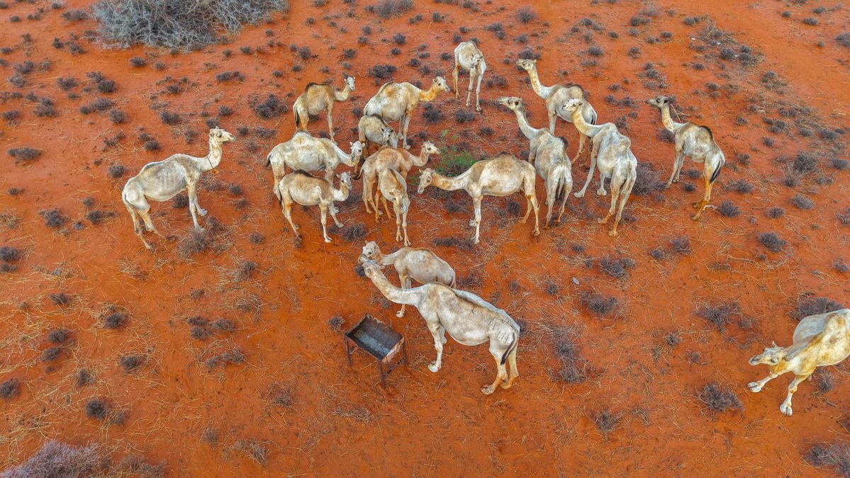 M.M. Dhoore tweet media