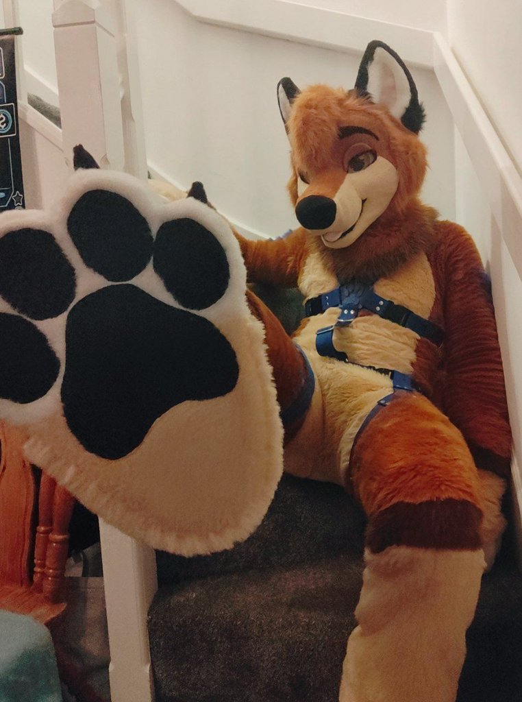 Tibble the Fox tweet media