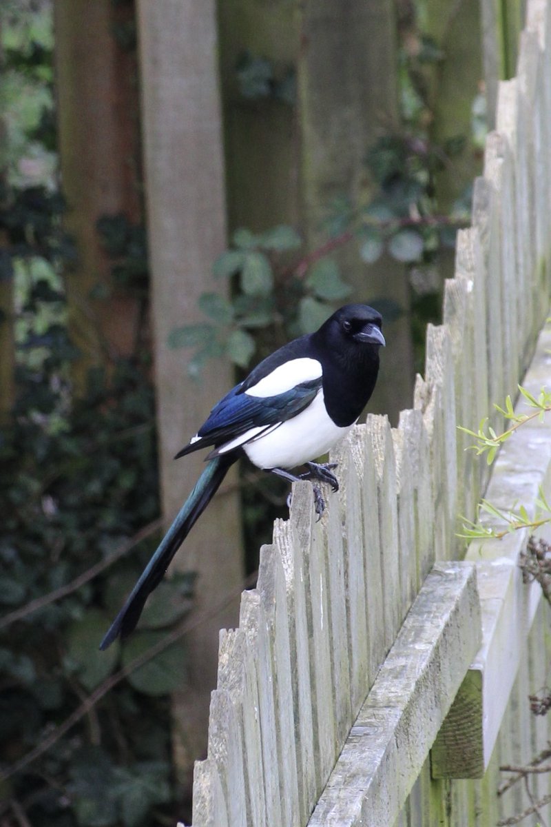 Boo’s Garden tweet media