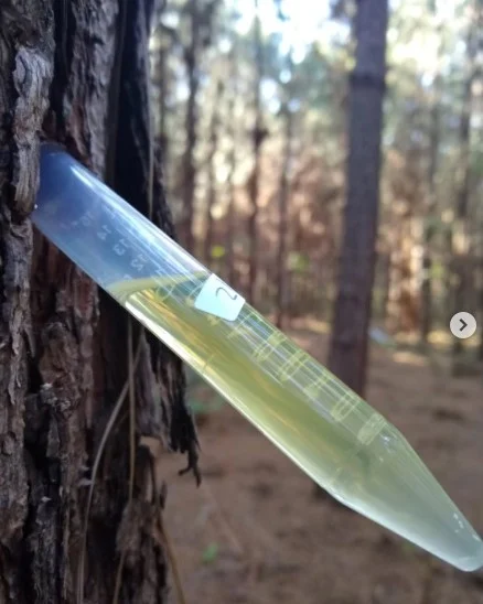 Traductor 🥹💕💐 tweet media