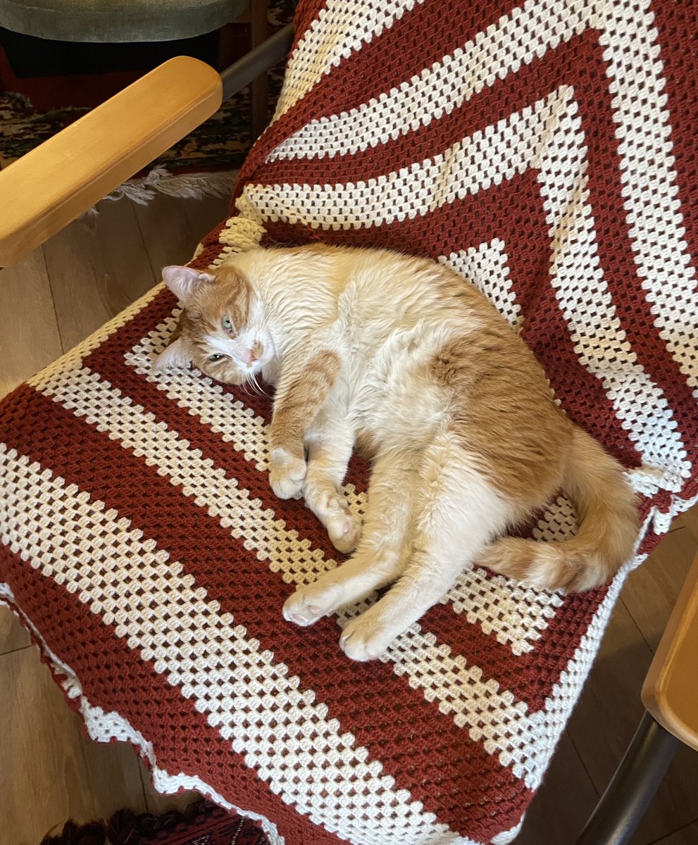 Çitos Kemal Yuva İlanı
Muhasebe müdürümüzü sürekli depolara girip günlerce kitli kaldığı ve hayatından endişe ettiğimiz için ona geçici yuva olduk. Onu evde biraz gözlemledik ve eve uyumlu olduğu için artık ilanını açtık. Henüz üç yaşında, erkek ve kısır. Diğer kedilerle uyumlu-