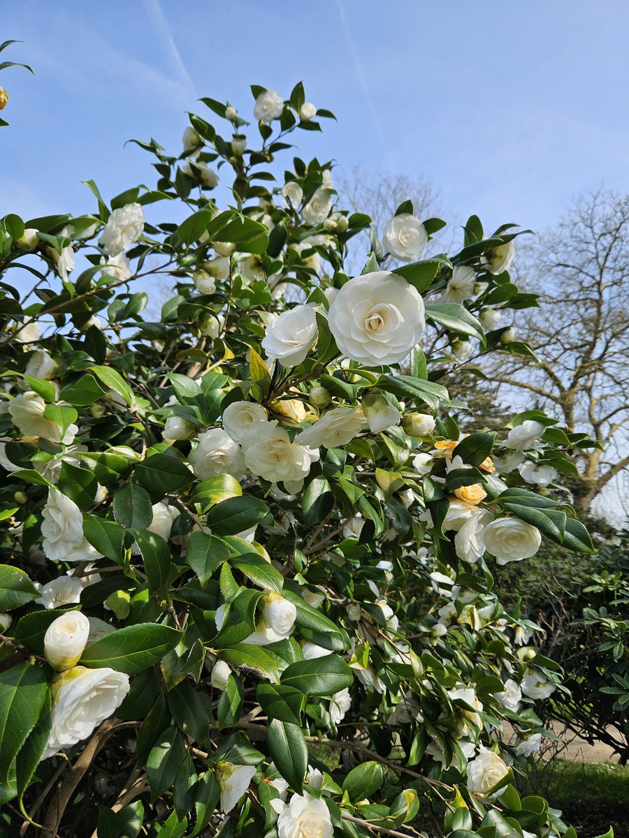 CFontainebleau's tweet image. 🔴 𝗕𝗼𝗻𝗷𝗼𝘂𝗿 𝗹𝗲 𝗽𝗿𝗶𝗻𝘁𝗲𝗺𝗽𝘀 ! 🌼🌸
Nous n'avons rien contre l'hiver, mais il faut quand même l'avouer... l'arrivée du #Printemps fait toujours du bien ! 🪻
🌐 chateaudefontainebleau.fr