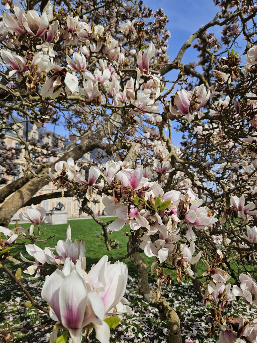 CFontainebleau's tweet image. 🔴 𝗕𝗼𝗻𝗷𝗼𝘂𝗿 𝗹𝗲 𝗽𝗿𝗶𝗻𝘁𝗲𝗺𝗽𝘀 ! 🌼🌸
Nous n'avons rien contre l'hiver, mais il faut quand même l'avouer... l'arrivée du #Printemps fait toujours du bien ! 🪻
🌐 chateaudefontainebleau.fr