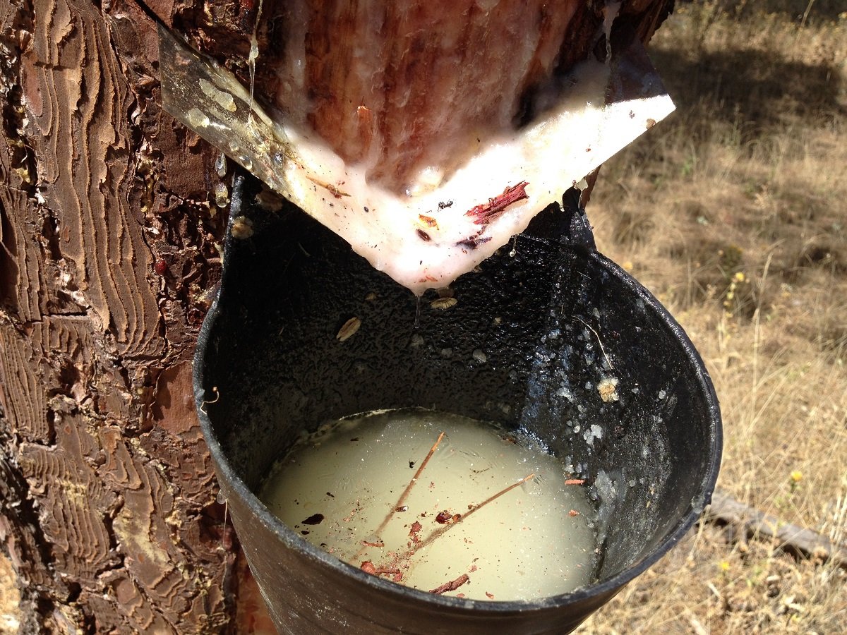 Traductor 🥹💕💐 tweet media